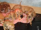 Rhodesian Ridgeback Welpen WT 2. Dez 09 mit Papiere ab sofort zu vergeben