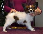 Papillon Welpen FCI Hunde show