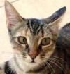 Liebe Tigerkatze Jimenes wartet in OB-NRW
